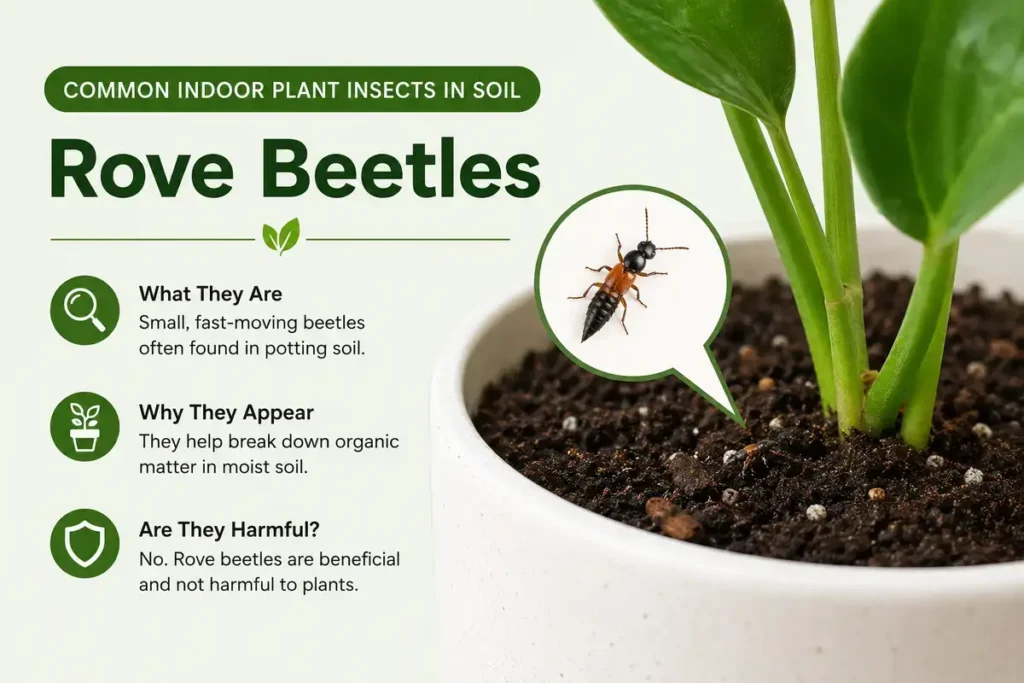 Common Indoor Plant Insects in Soil Rove Beetles