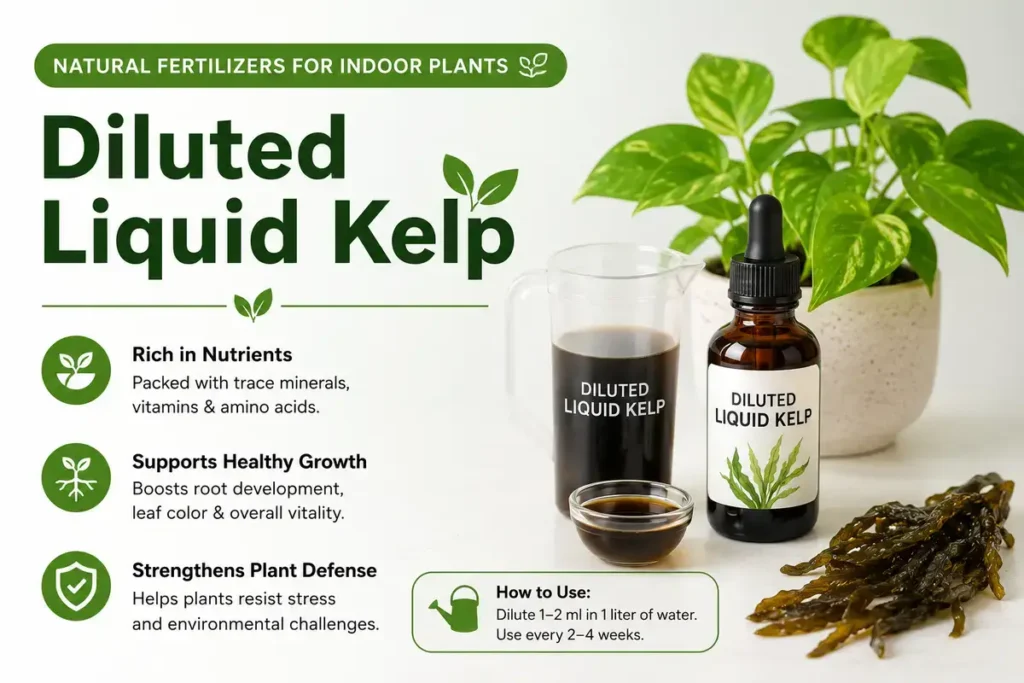 Diluted Liquid Kelp Best Natural Fertilizers for Indoor Plants