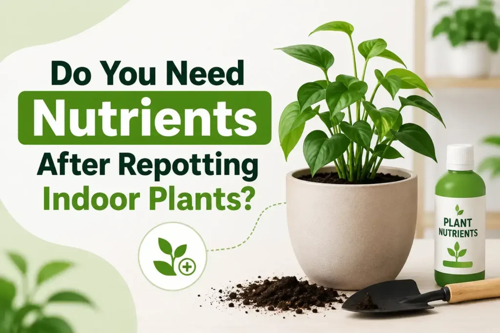 Do You Need Nutrients After Repotting Indoor Plants?