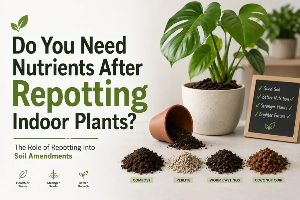 Do You Need Nutrients After Repotting Indoor Plants?