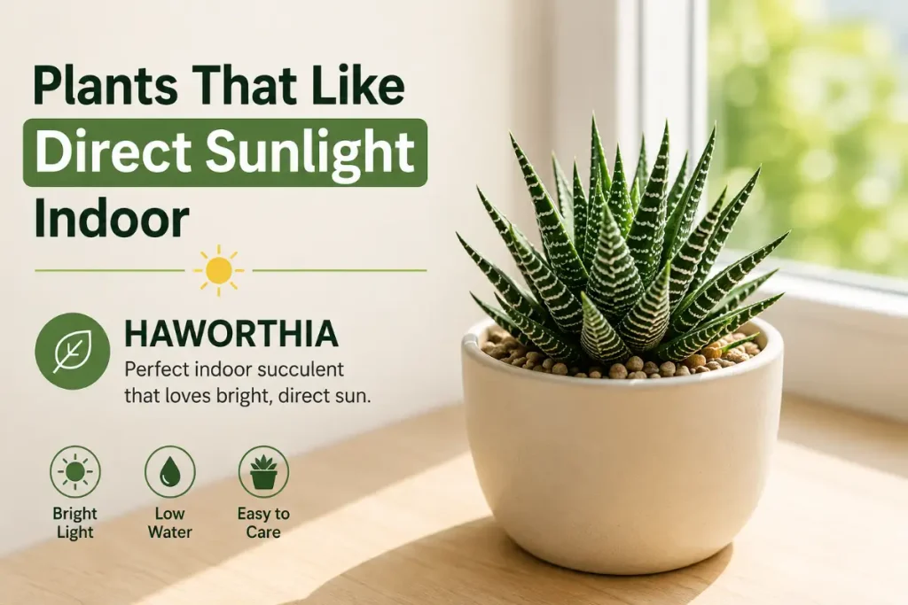 Haworthia, one of the plants that like direct sunlight indoor, shown in a bright sunny window.