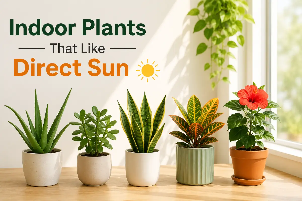 Indoor Plants That Like Direct Sun: 9 Picks for Hot, Bright Spaces