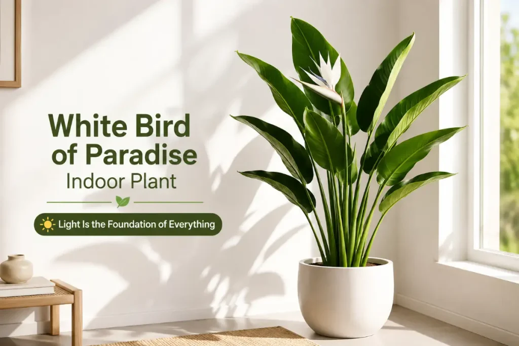 White Bird of Paradise indoor plant thriving in bright natural light.
