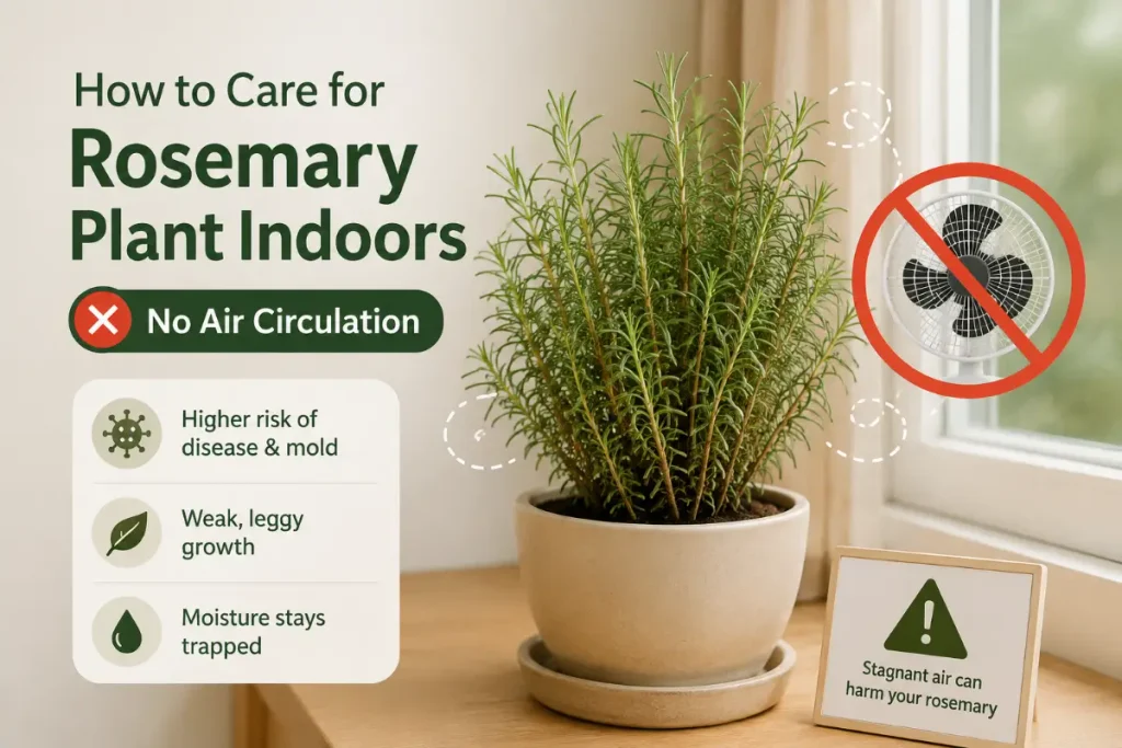 Rosemary plant with no air circulation indoors, illustrating how to care for rosemary plant indoors.