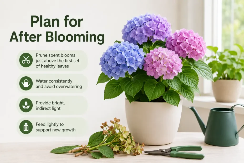 Care of Hydrangea Plants Indoors with tips to plan for after blooming and encourage healthy new growth.