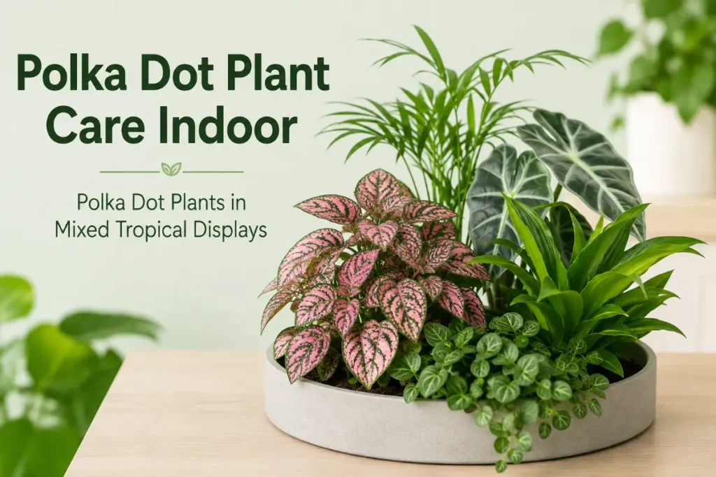 Polka Dot Plant Care Indoor featuring polka dot plants in mixed tropical displays with lush indoor foliage.
