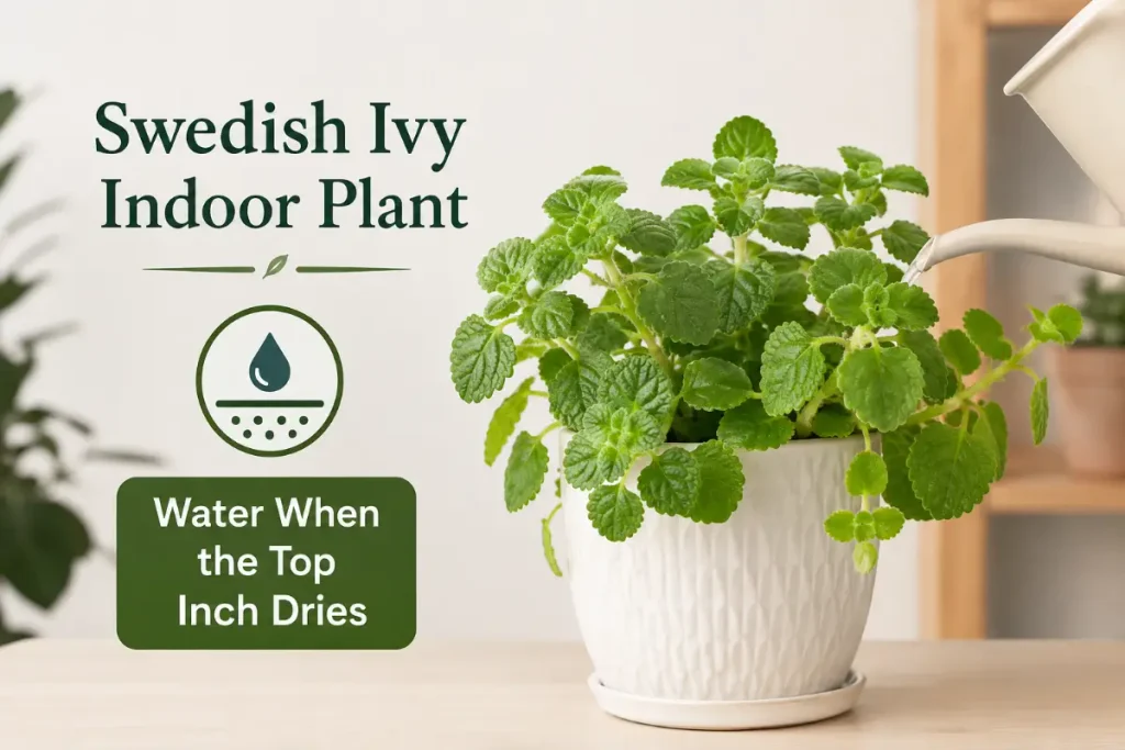 Swedish Ivy Indoor Plant showing proper watering when the top inch of soil dries.
