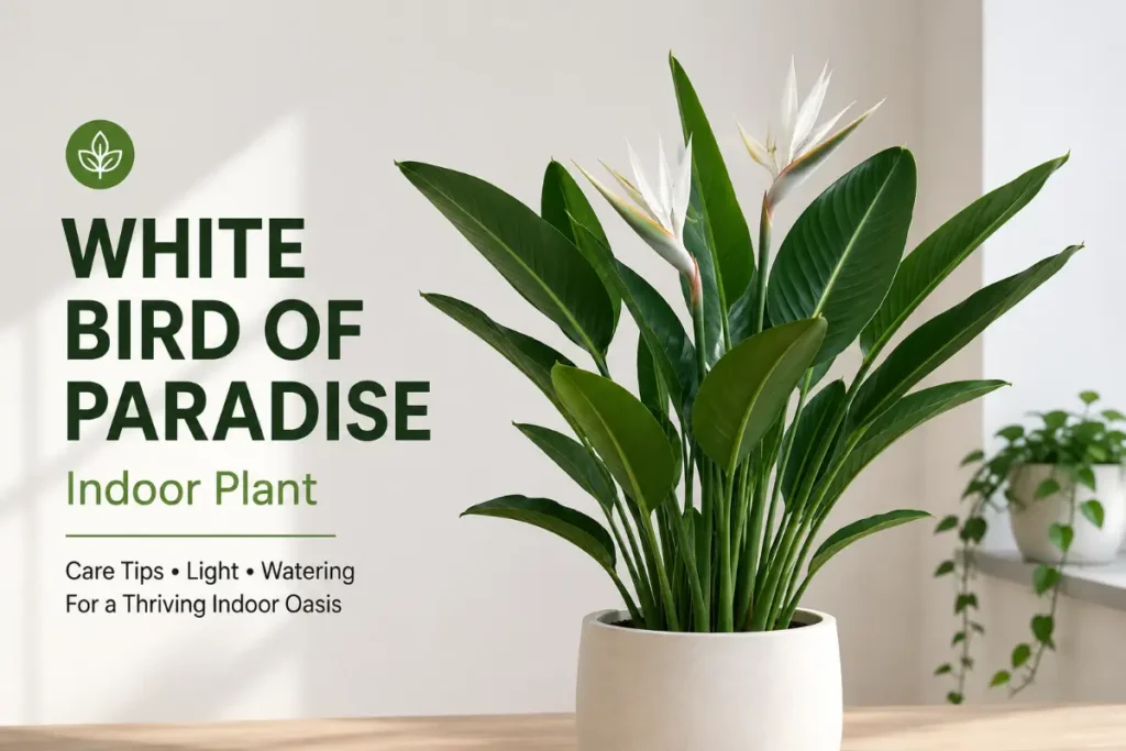 White Bird of Paradise Indoor Plant: Complete Care (2026 Guide)