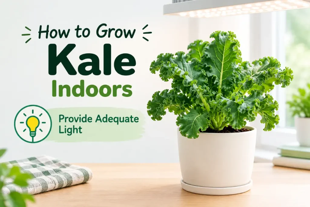 How to grow kale indoors with adequate light.
